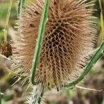 Dipsacus fullonumКветка