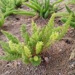 Asparagus densiflorus Лист