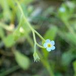 Myosotis sparsiflora Flower