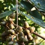 Lagerstroemia tomentosa Fruto