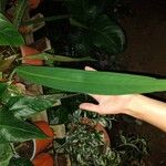 Anthurium bakeri Leaf