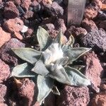 Ariocarpus retusus Yaprak