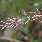 Agrostis pilosula Blomma
