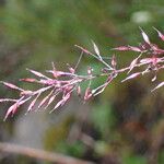 Agrostis pilosula 花