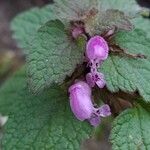 Lamium hybridumÇiçek