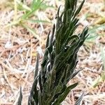 Conyza bonariensis Leaf