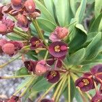 Euphorbia atropurpurea Λουλούδι