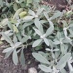 Moehringia pentandra برگ