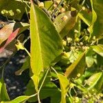 Euonymus grandiflorus Leaf