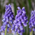 Muscari botryoides പുഷ്പം