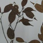 Eugenia cowanii Otro