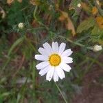 Anthemis arvensisFiore