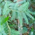 Acacia auriculiformis Blad