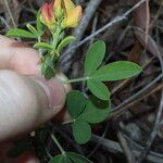 Crotalaria goreensis Tervik taim