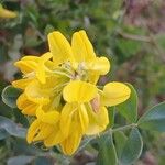 Coronilla valentina Blüte