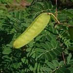 Caesalpinia decapetala Gyümölcs