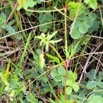 Geranium columbinum Kéreg