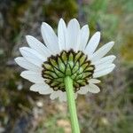 Leucanthemum graminifolium Flor