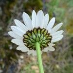 Leucanthemum graminifolium Цвят