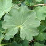 Alchemilla glabra Blad