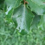 Fagus × taurica Leaf