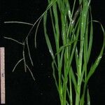 Paspalum plicatulum Other