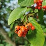 Cotoneaster glaucophyllus 果