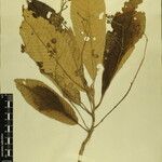 Saurauia napaulensis 其他