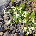 Galium anisophyllonBlomma