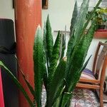 Dracaena hyacinthoides 葉