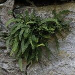 Asplenium trichomanesList