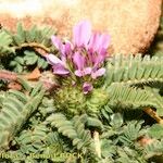 Astragalus stella ശീലം