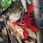 Etlingera araneosa Çiçek