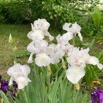 Iris albicansFlor