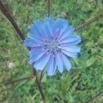 Cichorium endivia 花