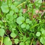 Cardamine hirsuta Blad