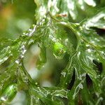 Hymenophyllum