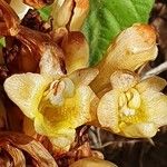 Cistanche tubulosa Fleur