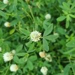 Trifolium alexandrinum Flower