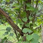 Crataegus douglasii Bark