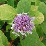 Hydrangea involucrata Blüte