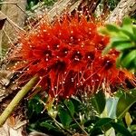 Greyia sutherlandii Flower