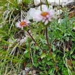 Erigeron uniflorus Folha