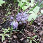 Hydrophyllum capitatum Habit