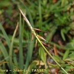 Carex macrostylos Floro