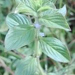 Spermacoce latifolia Flower