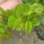 Chamaecrista rotundifolia 葉