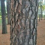 Pinus pinea বাকল