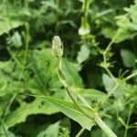 Lactuca macrophylla Feuille