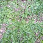 Dracontium polyphyllum ᱥᱟᱠᱟᱢ